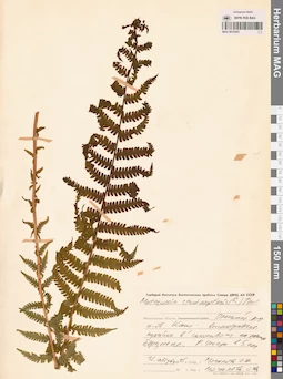 MAG 0015293