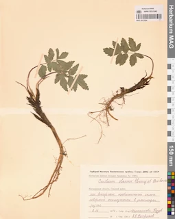 MAG 0013284