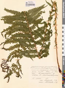 MAG 0015294
