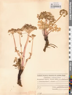 MAG 0013285