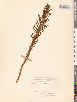 MAG 0015295