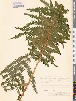 MAG 0015296