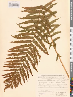 MAG 0015297