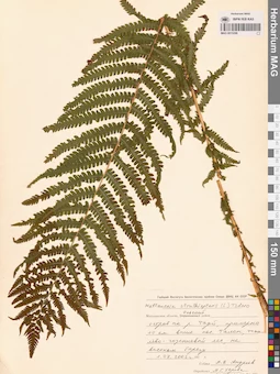 MAG 0015298