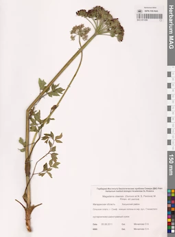 MAG 0013289