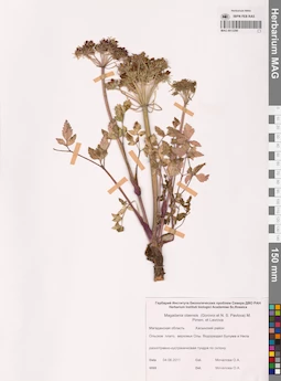 MAG 0013290