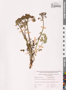 MAG 0013292
