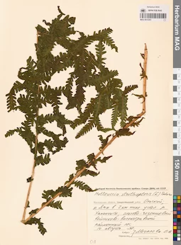 MAG 0015303