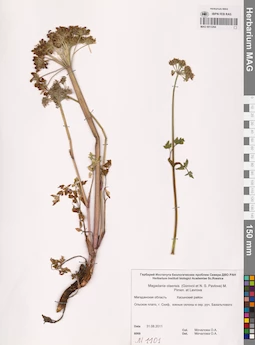 MAG 0013294