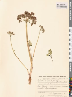 MAG 0013295