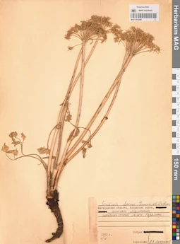 MAG 0013296