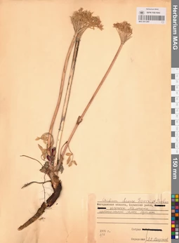 MAG 0013297