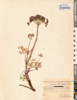 MAG 0013299