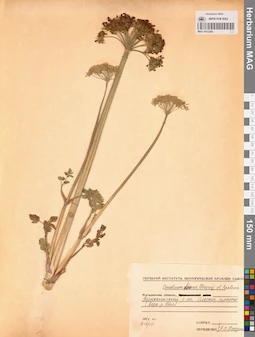 MAG 0013300
