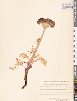 MAG 0013301