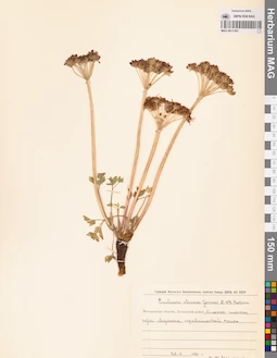 MAG 0013302