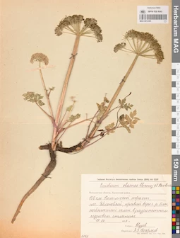 MAG 0013305