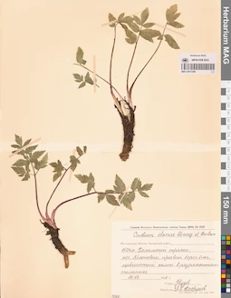 MAG 0013306