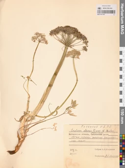 MAG 0013307