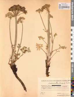 MAG 0013308