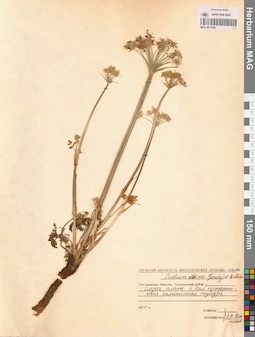 MAG 0013309