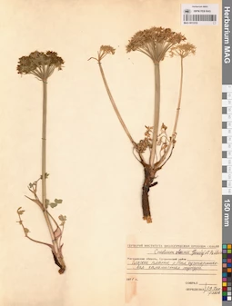 MAG 0013310