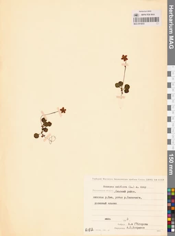 MAG 0015032