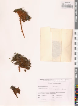 MAG 0013165