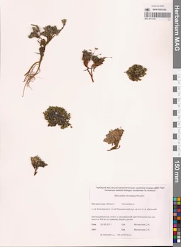 MAG 0013166