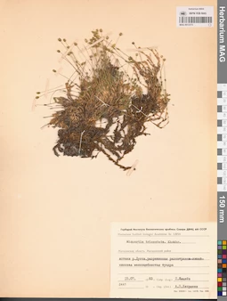 MAG 0013173