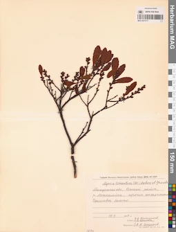MAG 0015177