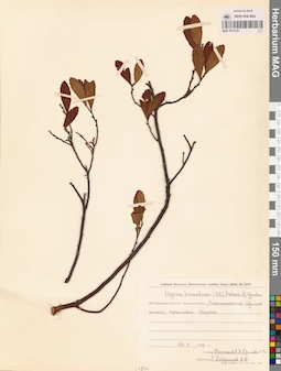 MAG 0015181