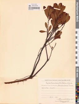 MAG 0015182