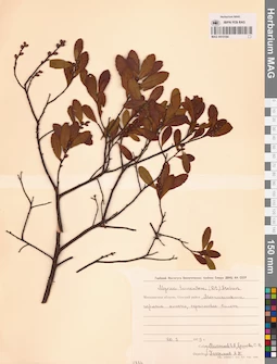 MAG 0015184