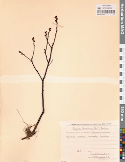 MAG 0015185