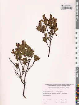 MAG 0015187