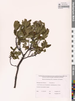 MAG 0015191