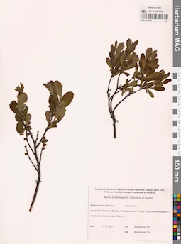 MAG 0015193
