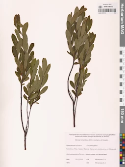 MAG 0015194