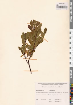 MAG 0015195