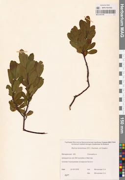 MAG 0015196