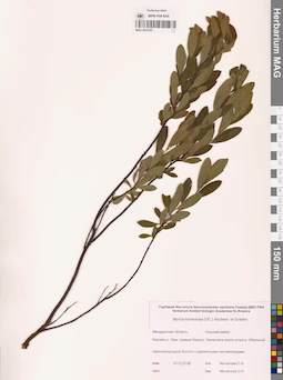 MAG 0015197