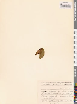 MAG 0008820