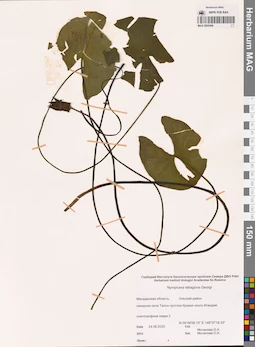 MAG 0005496