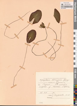MAG 0008880