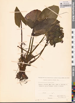 MAG 0008823