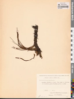 MAG 0008824