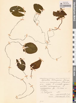 MAG 0009122