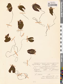 MAG 0009123