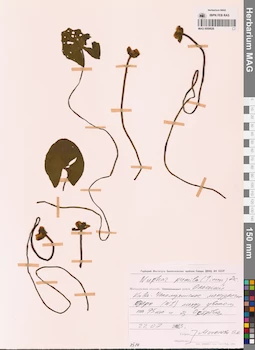 MAG 0008826